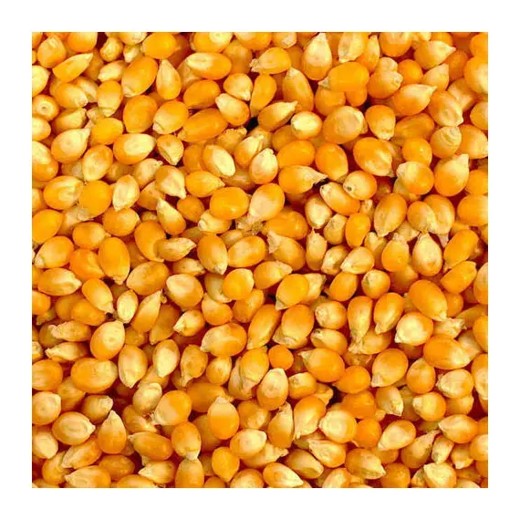 Maize exportation